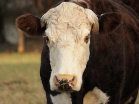 2011-07-02-446 Boy (c) Jason Grossman.jpg